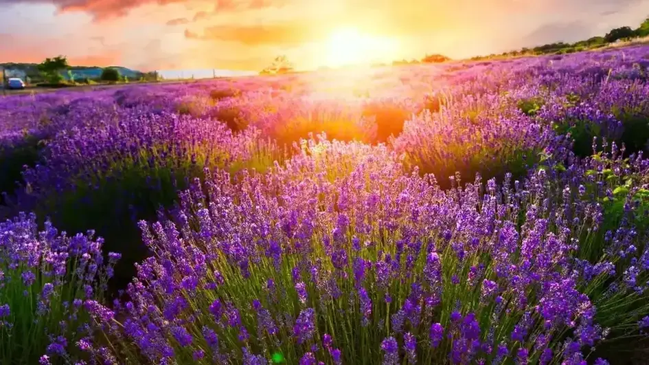 la bonne exposition pour vos plantes - champ de lavande au coucher du soleil
