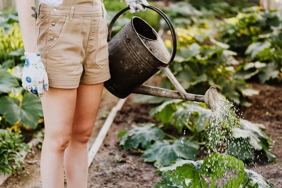 le-bon-arrosage-pour-vos-plantes
