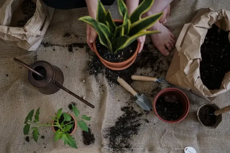 la-bonne-terre-pour-vos-plantes